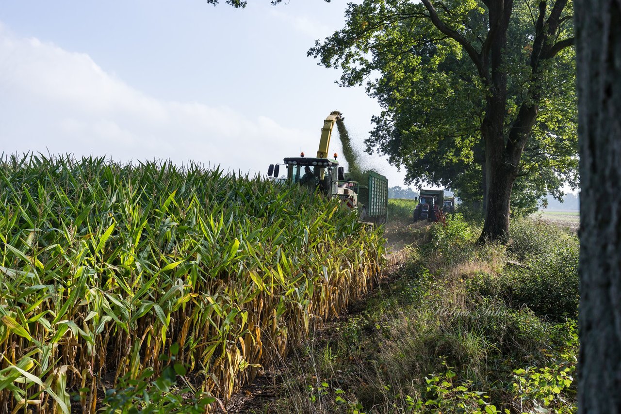 Bild 194 - Maisernte